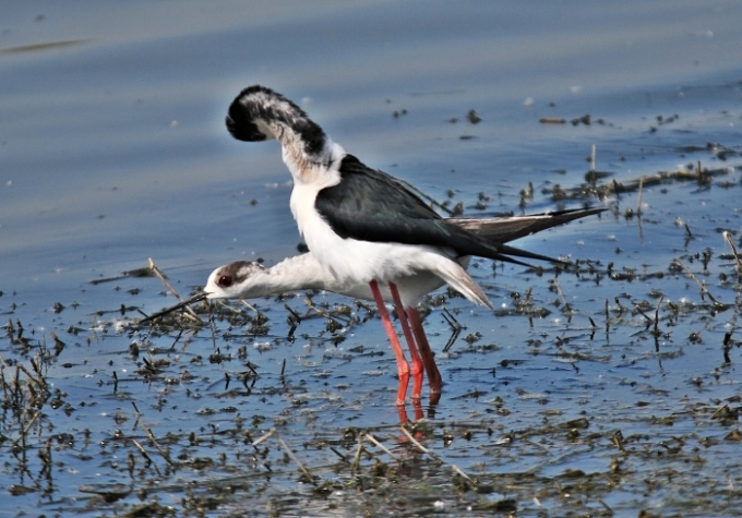 Cavalieri d''Italia ...